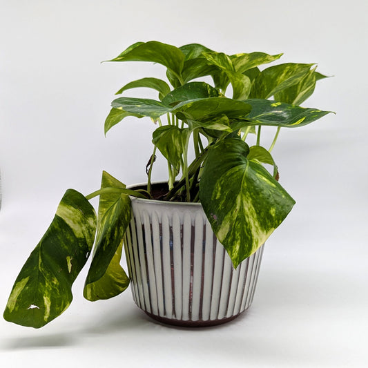 Shyness Planters