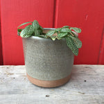 Load image into Gallery viewer, Planter (Perfect)
